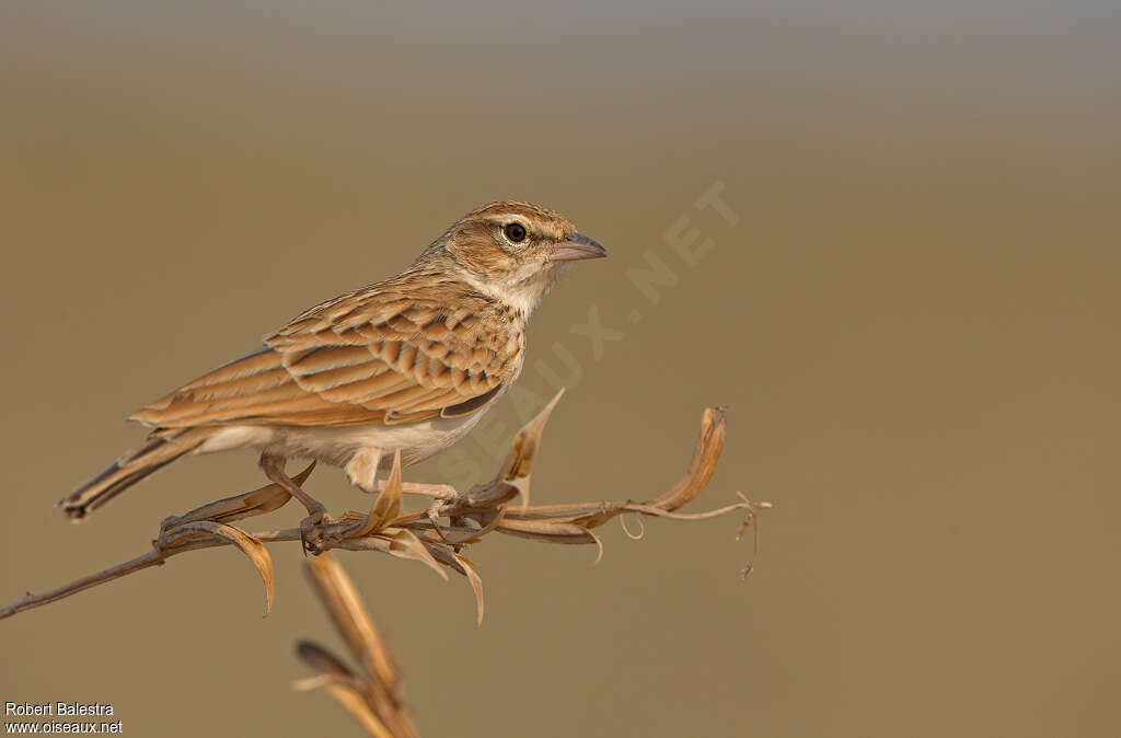 Fawn-colored Larkadult, identification