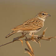 Fawn-colored Lark