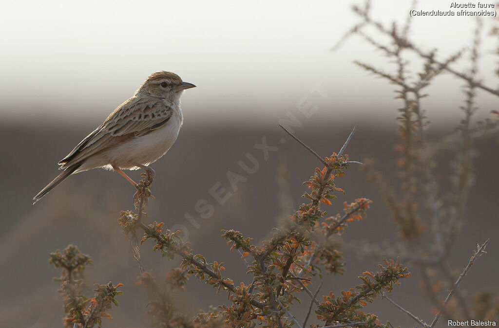 Fawn-colored Lark