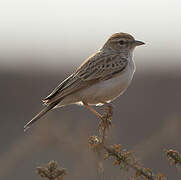 Fawn-colored Lark