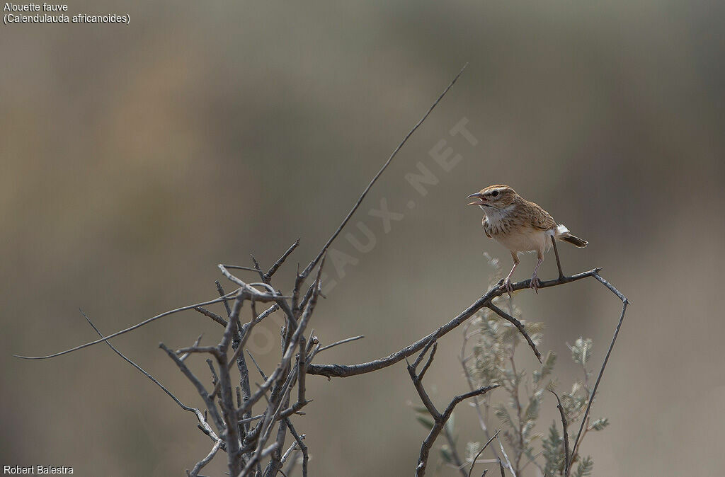 Fawn-colored Lark