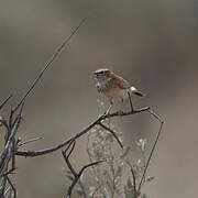 Fawn-colored Lark