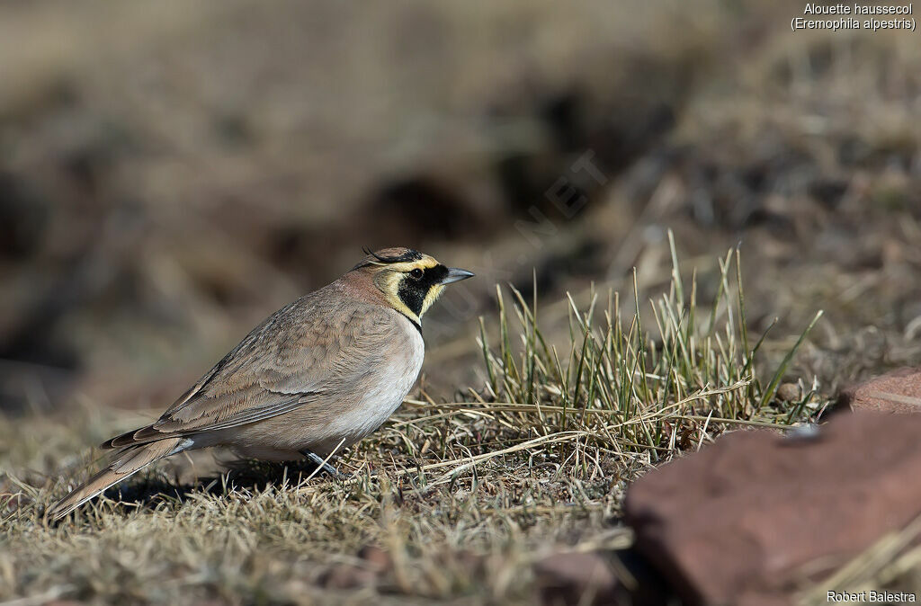 Horned Lark