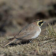 Horned Lark