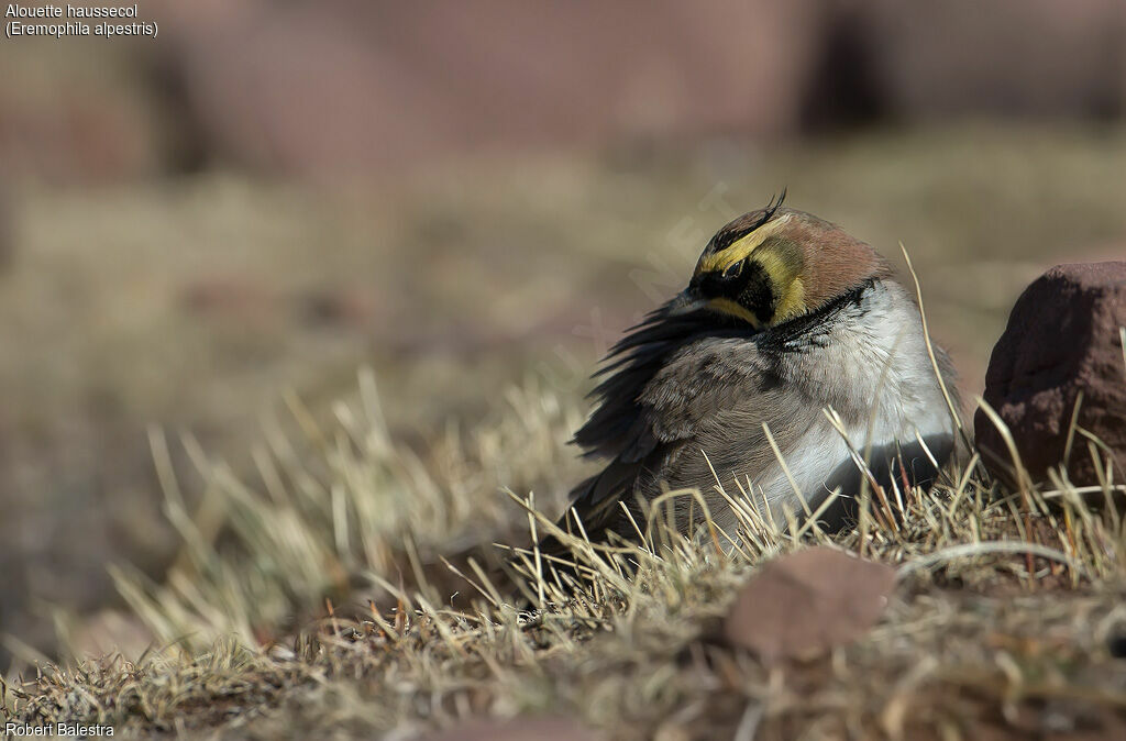 Horned Lark