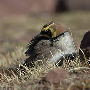 Horned Lark