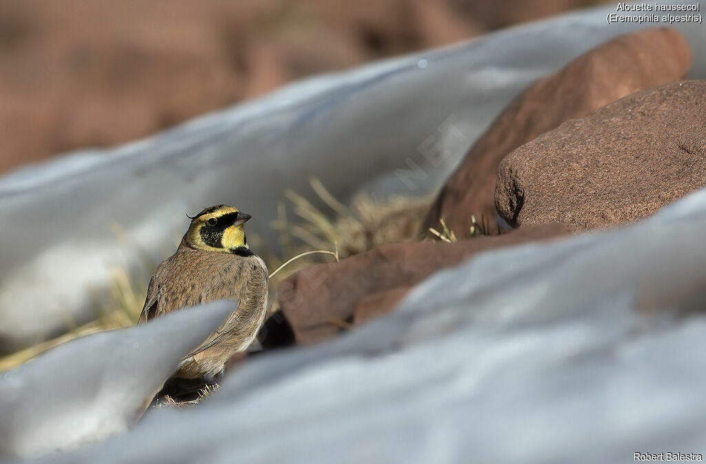 Horned Lark