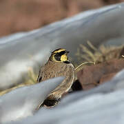 Horned Lark