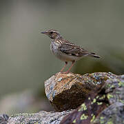 Woodlark