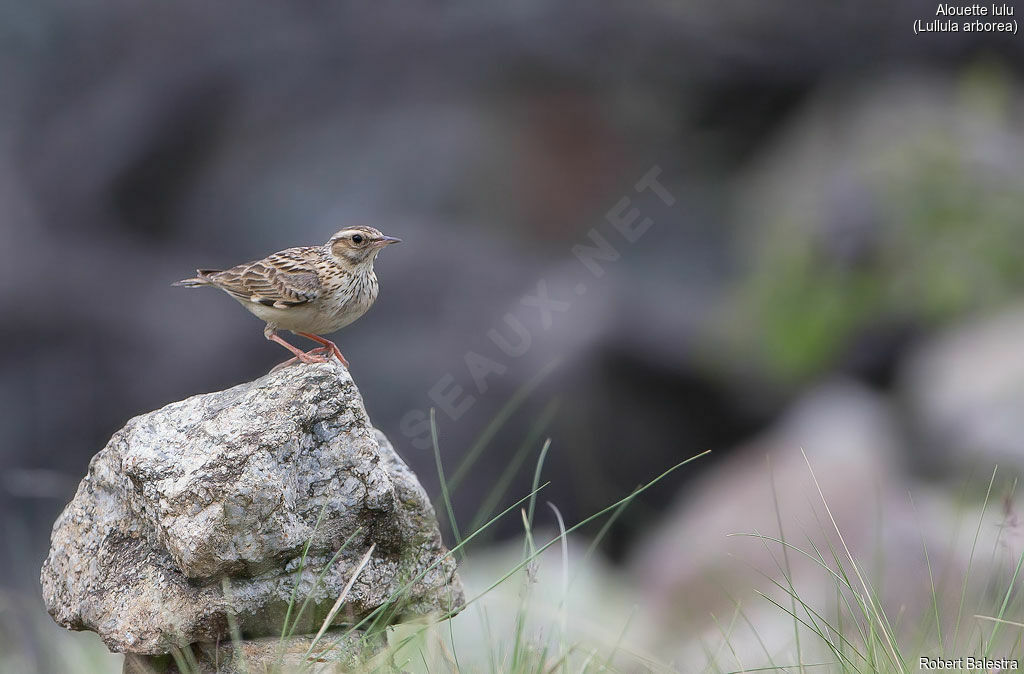 Woodlark