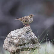 Woodlark