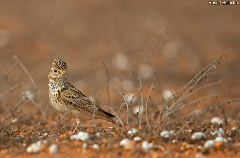 Mediterranean Short-toed Lark