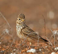 Lesser Short-toed Lark