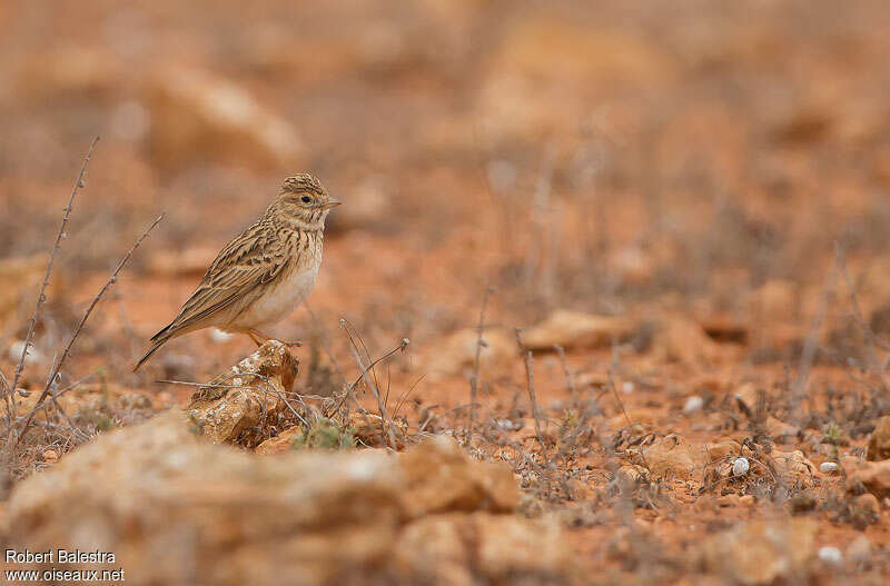 Mediterranean Short-toed Larkadult, habitat, pigmentation