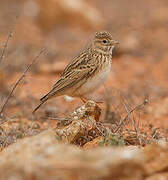 Lesser Short-toed Lark