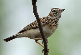 Sabota Lark