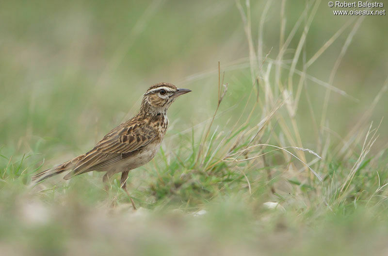 Sabota Lark