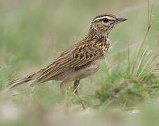 Sabota Lark