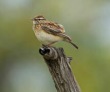 Sabota Lark