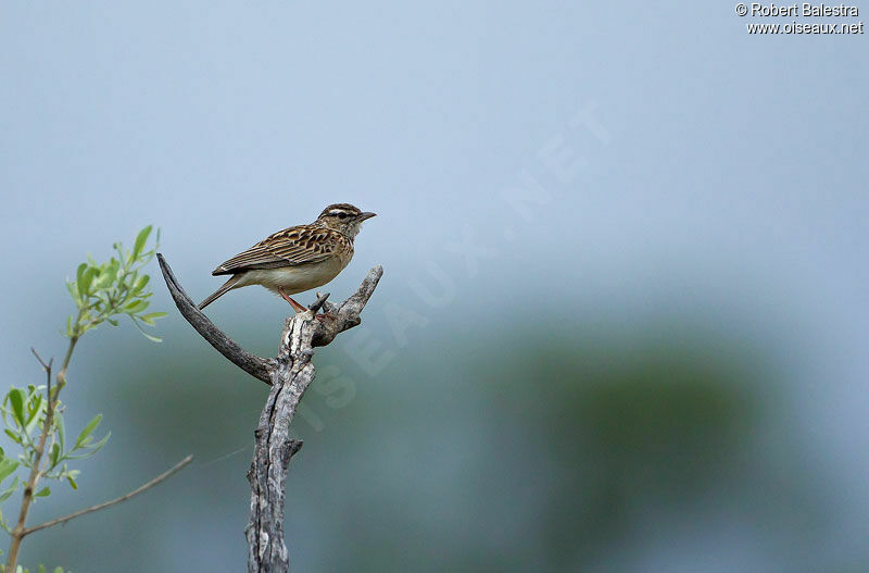 Sabota Lark