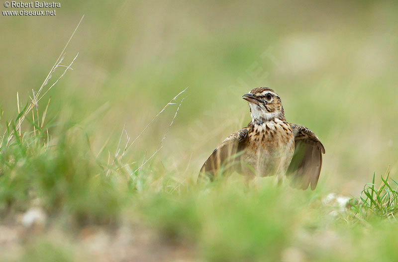 Sabota Lark