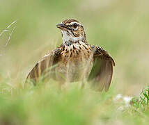 Sabota Lark