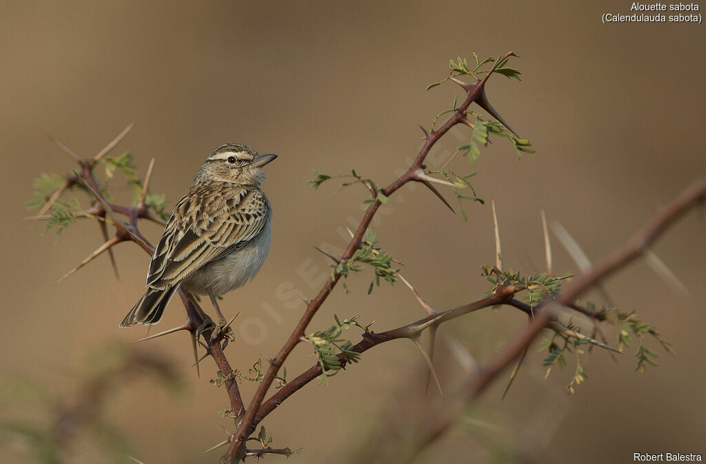 Sabota Lark