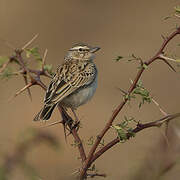 Sabota Lark