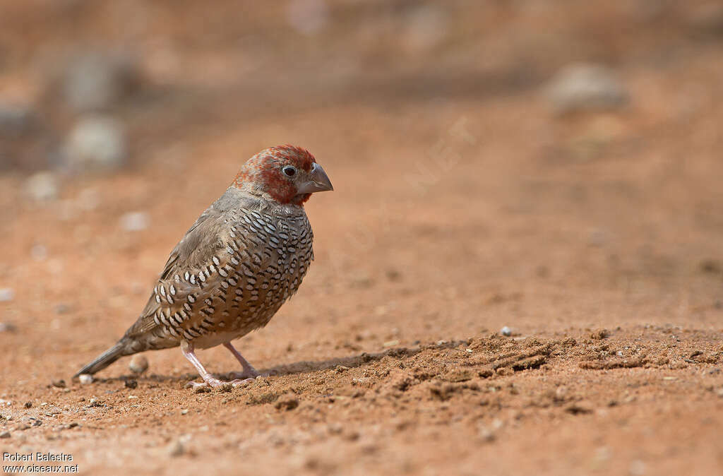 Red-headed Finch male, identification