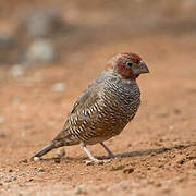 Red-headed Finch