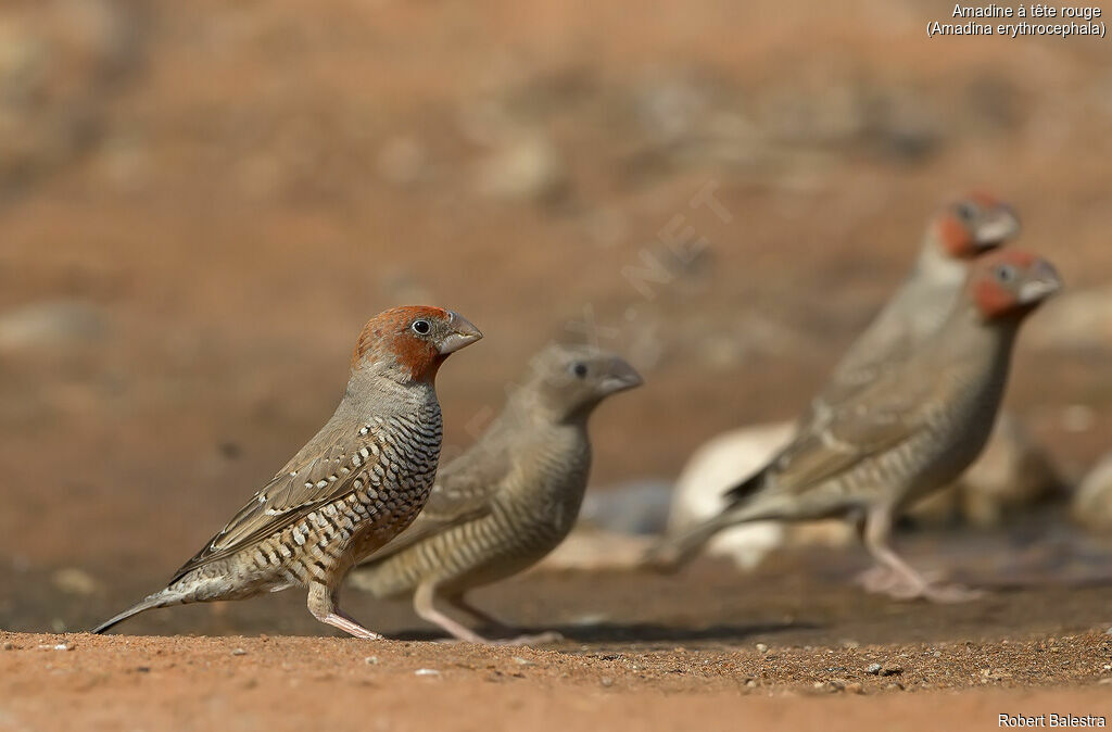 Red-headed Finchadult