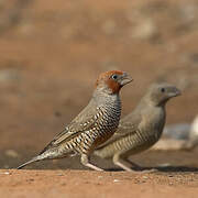 Red-headed Finch