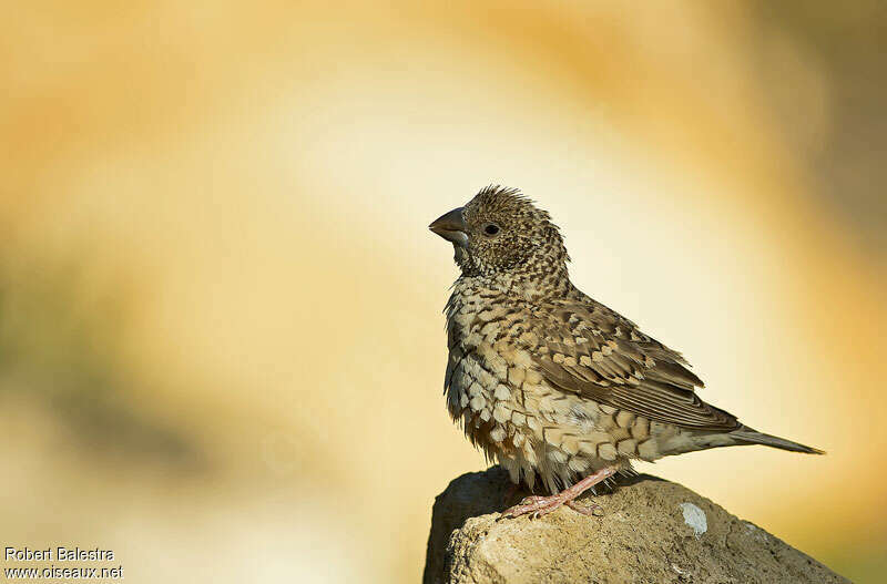 Cut-throat Finch female adult, identification