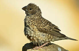 Cut-throat Finch