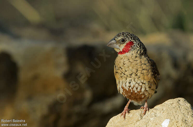 Cut-throat Finch male adult, close-up portrait