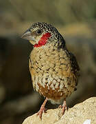 Cut-throat Finch