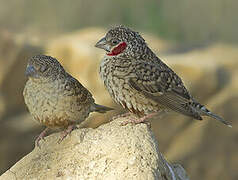 Cut-throat Finch