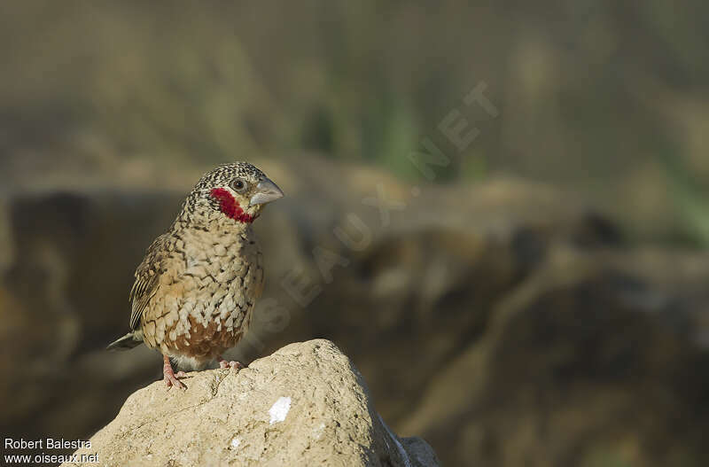 Cut-throat Finch male adult, identification