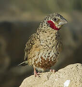 Cut-throat Finch