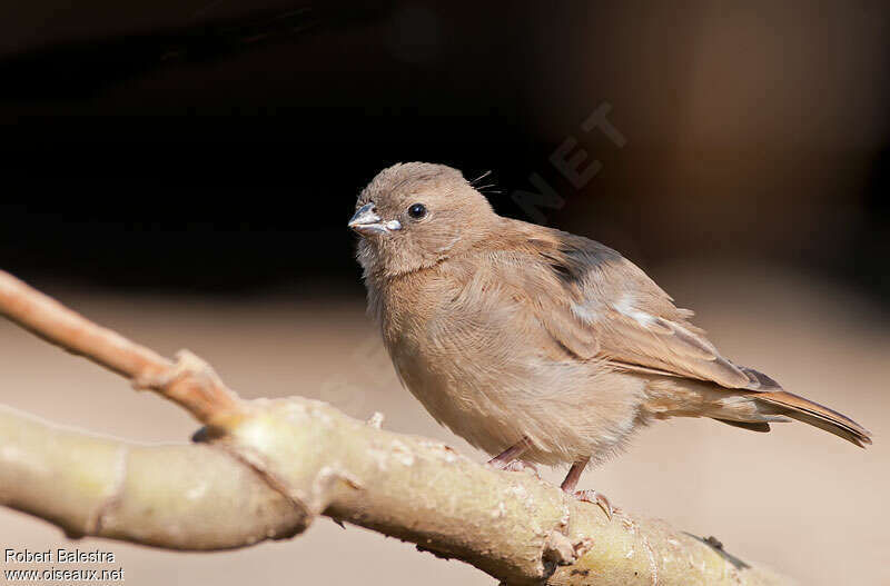 Amarante du Sénégaljuvénile, identification