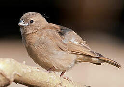 Red-billed Firefinch