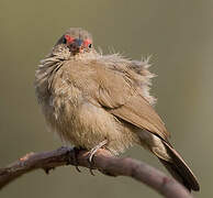 Red-billed Firefinch