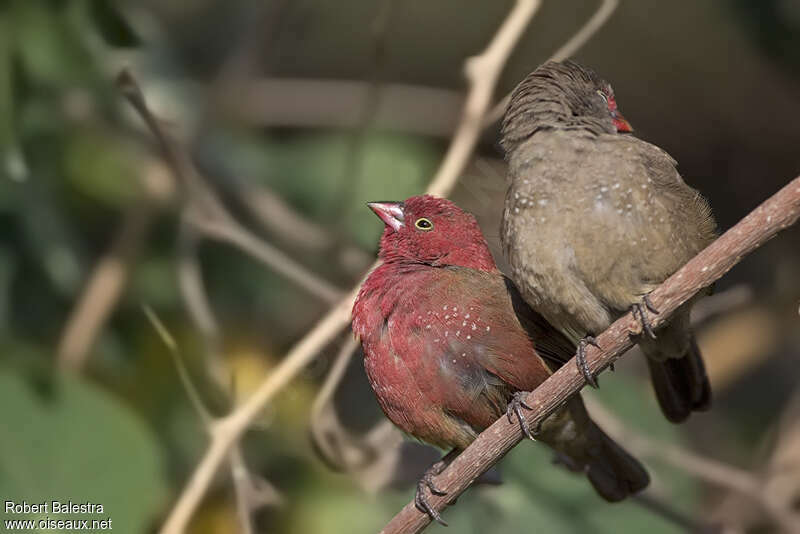 Amarante du Sénégaladulte nuptial, pigmentation