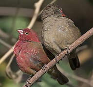 Red-billed Firefinch