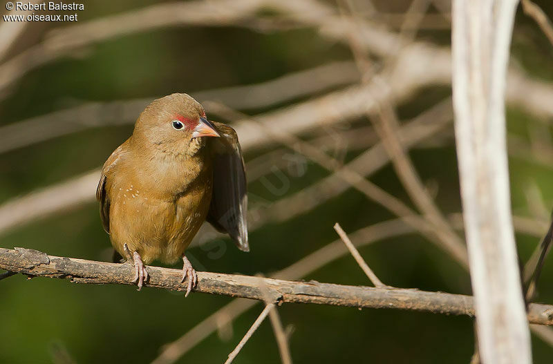 Red-billed Firefinch female adult