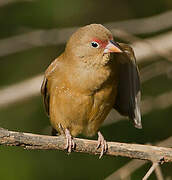 Red-billed Firefinch