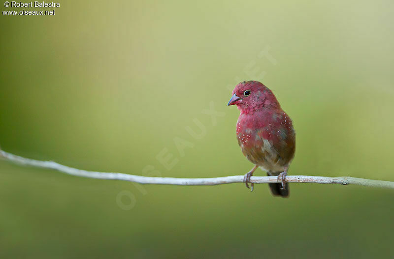 Red-billed Firefinch male adult