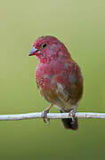 Red-billed Firefinch