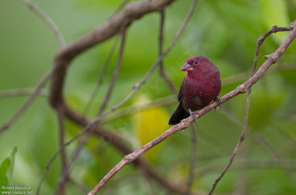 Amarante pointé mâle adulte, identification