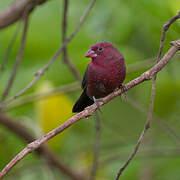 Bar-breasted Firefinch